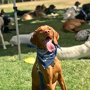 A dog with its tongue hanging out in the grass.