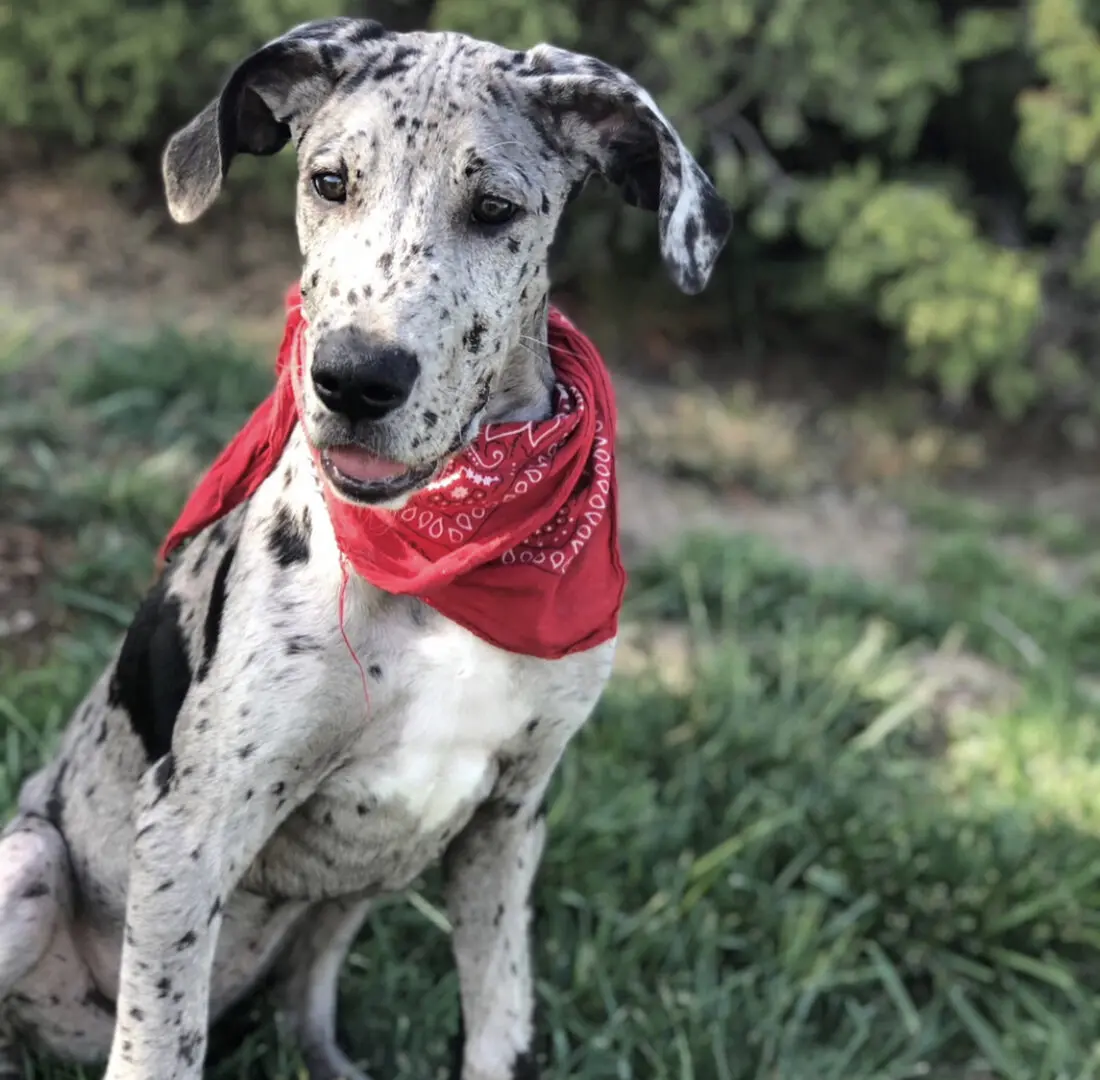 A spotted dog with a red bandanna around its neck.