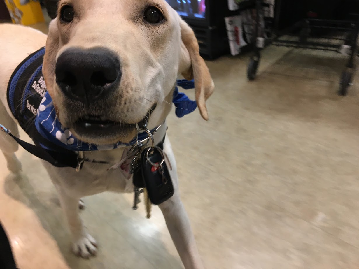 A dog with tags on its collar is standing in the floor.