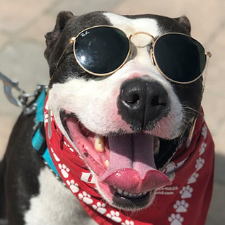 A dog wearing sunglasses and a bandana.