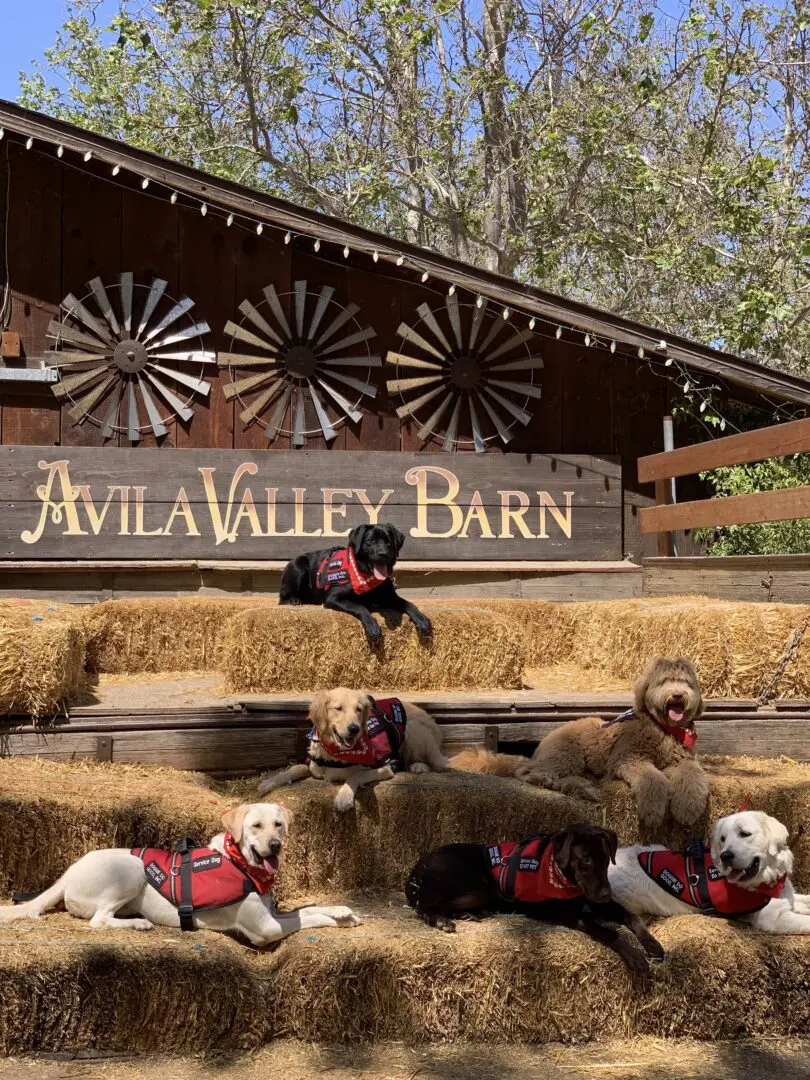 A group of dogs laying on hay bales in front of avila valley barn.