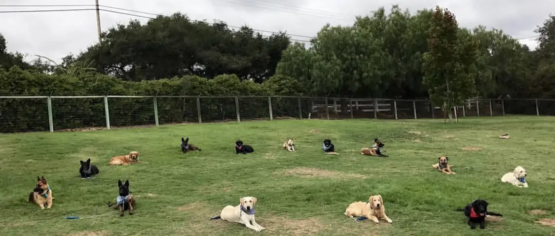 A group of dogs sitting in the grass.