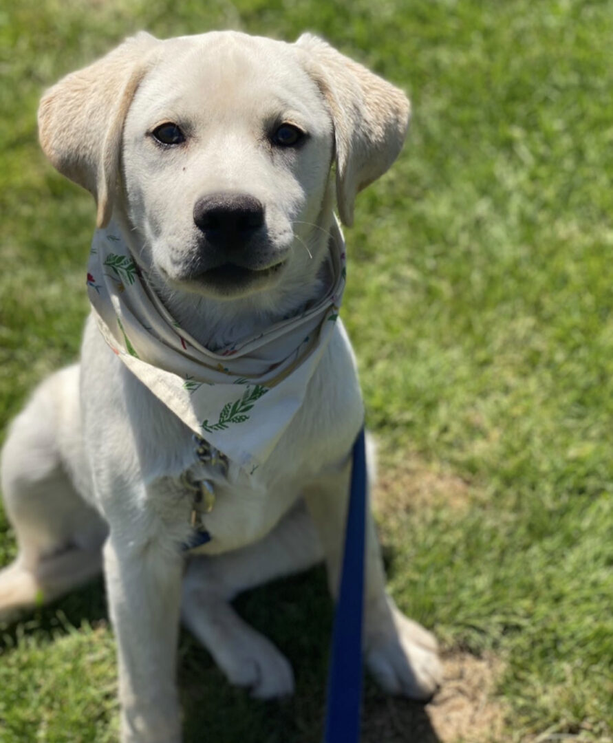 A dog sitting in the grass wearing a blue leash.