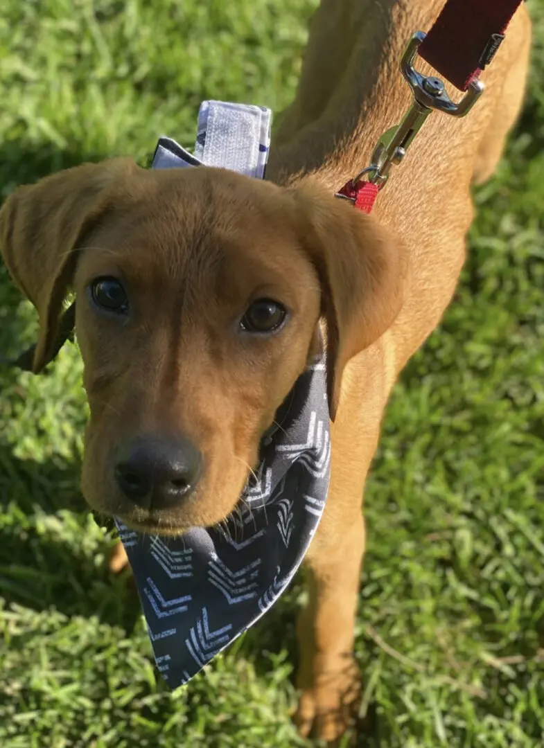 A brown dog with a bandana on its head.