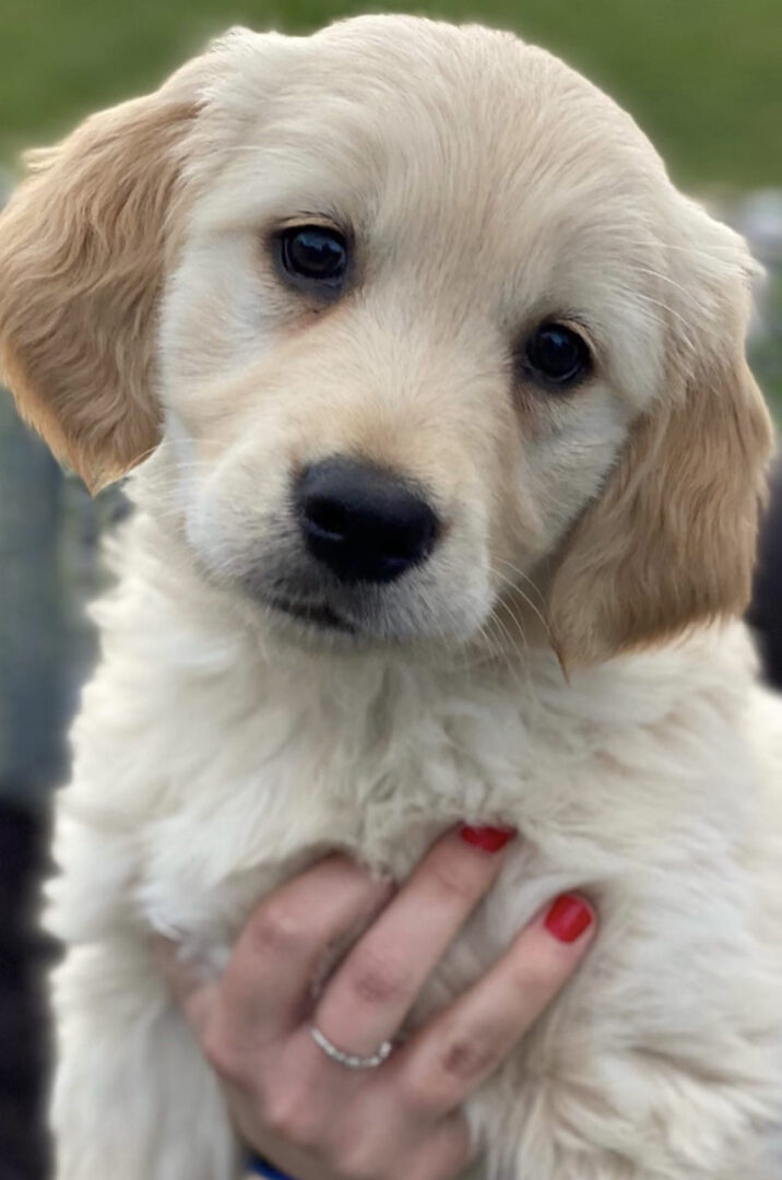 A close up of a dog with its head held in someones hand