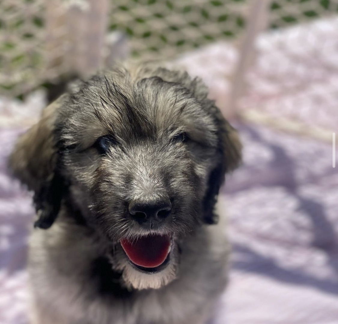 A dog with its mouth open and tongue hanging out.