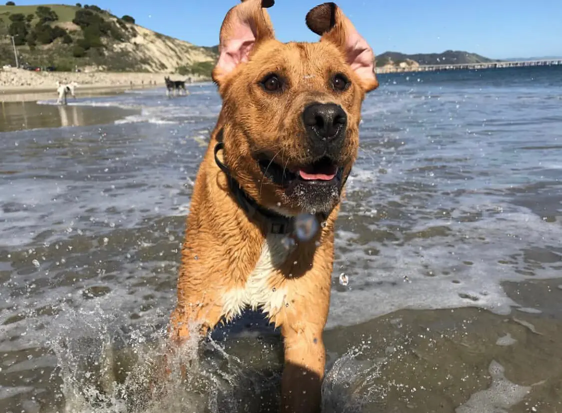 A dog is running in the water at the beach.