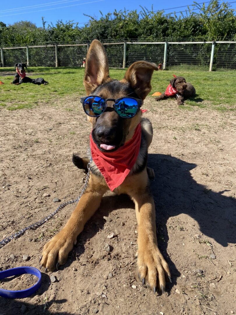 A dog wearing sunglasses and sitting in the dirt.
