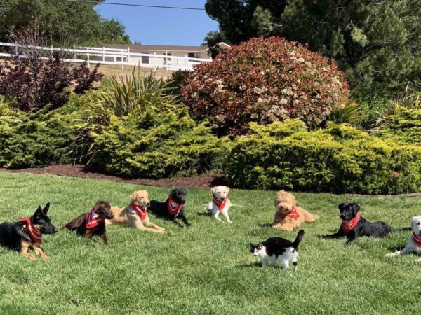 A group of dogs and cats in the grass.