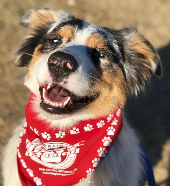 A dog with a red bandana on its neck.