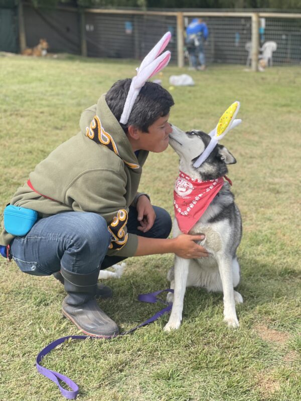 A person with bunny ears on their head petting a dog.