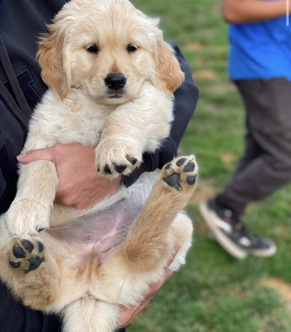 A dog is being carried by its owner.