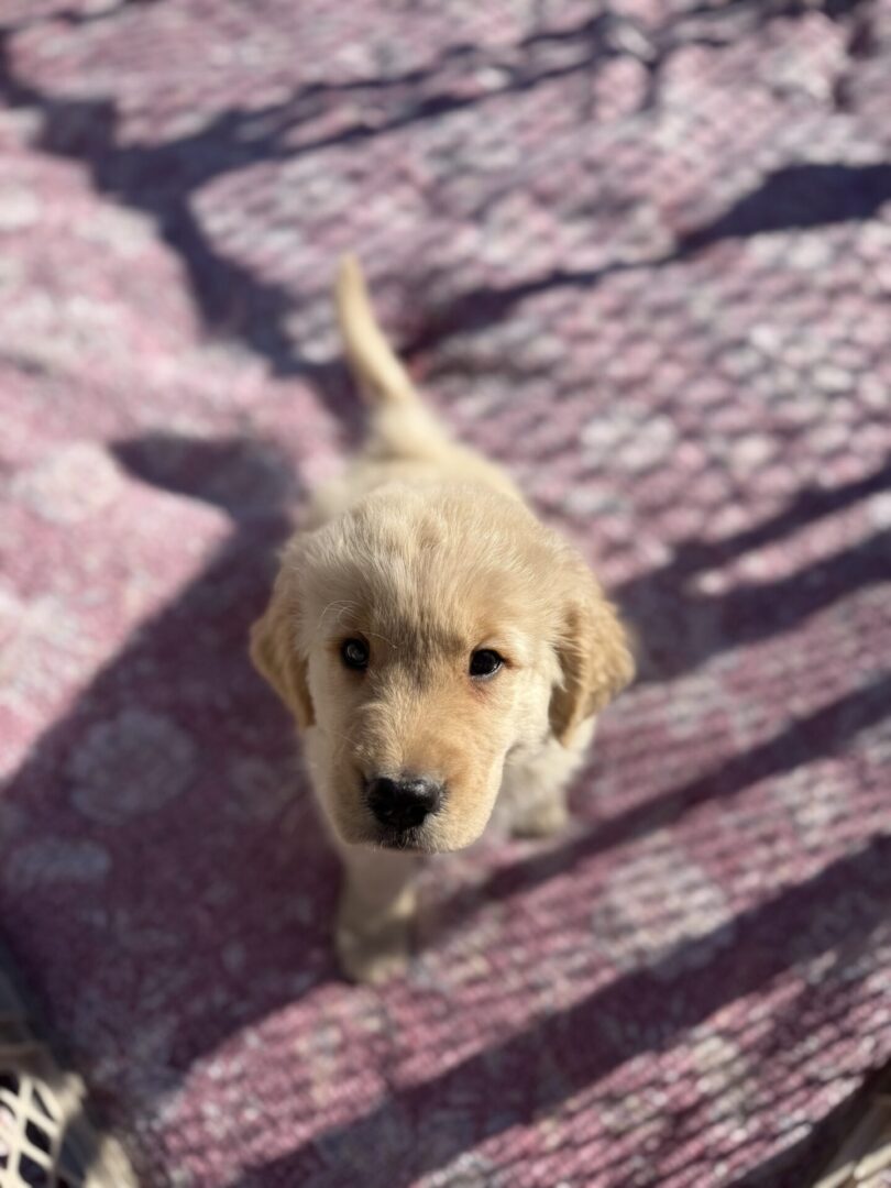 Golden retriever puppy on a patterned blanket.