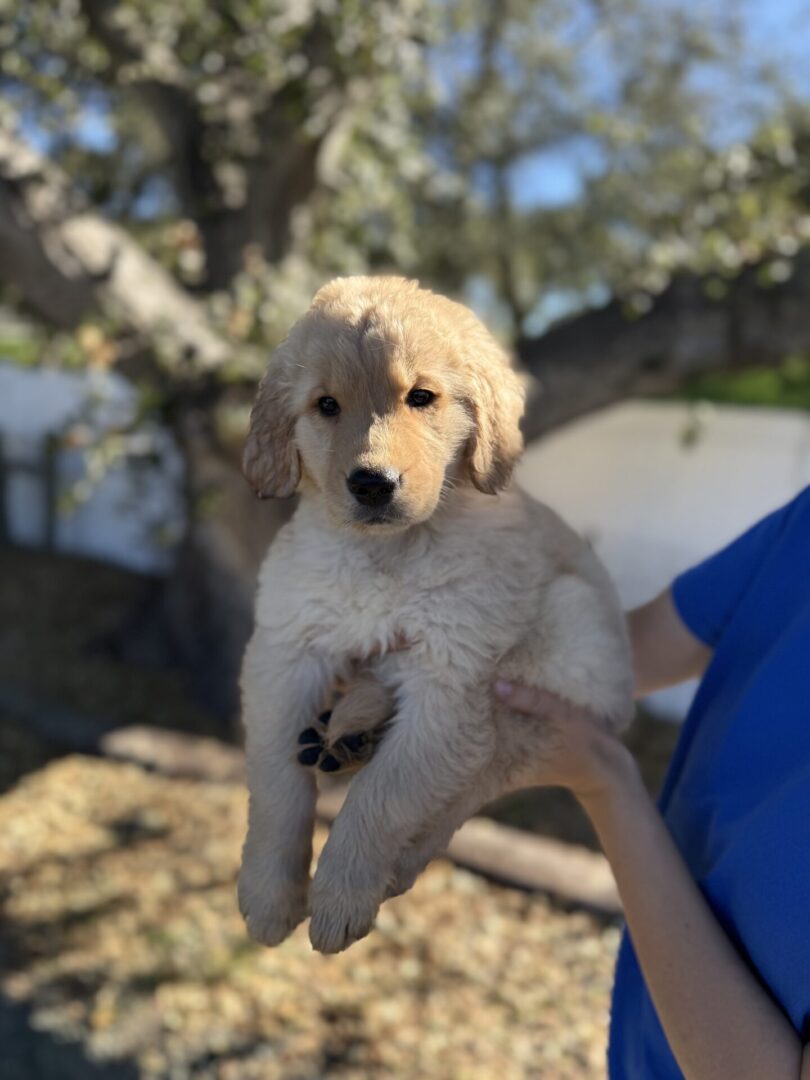 Golden retriever puppy held outdoors by person.