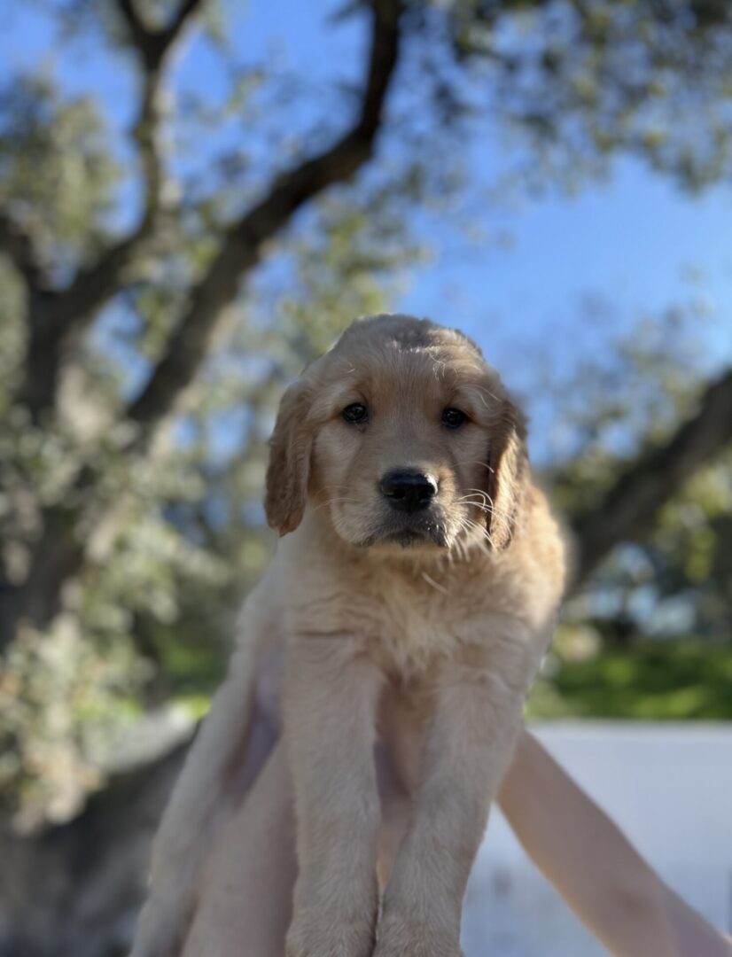 Golden retriever puppy held outdoors.