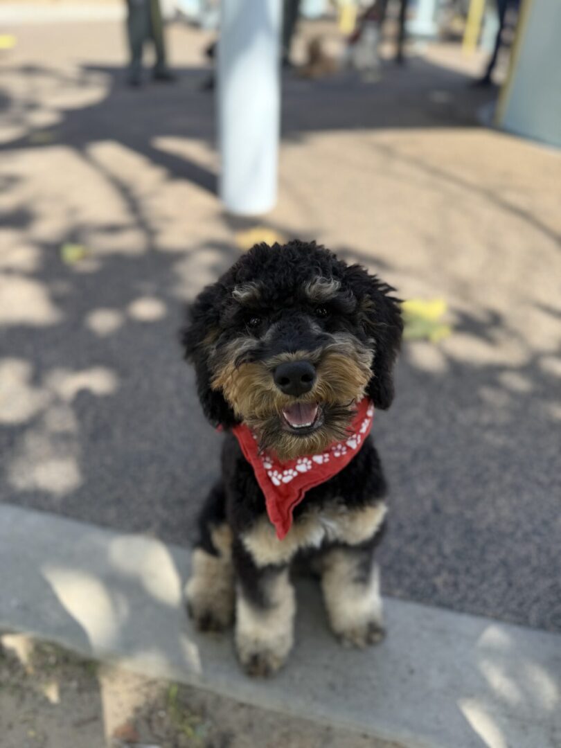 Smiling puppy with red bandana sitting outside.