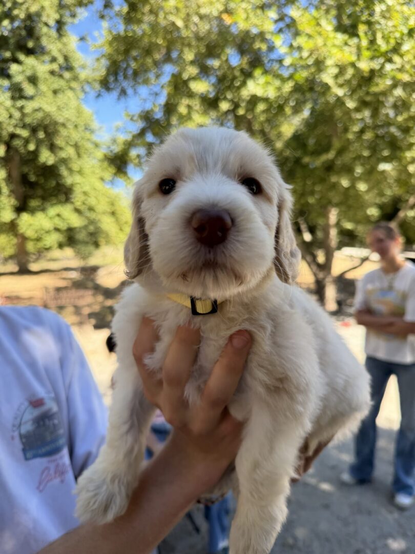 BENNY